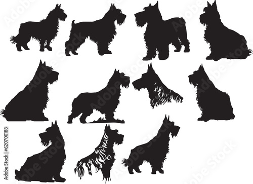 Airedale Terrier Dog puppies silhouette. Puppy 