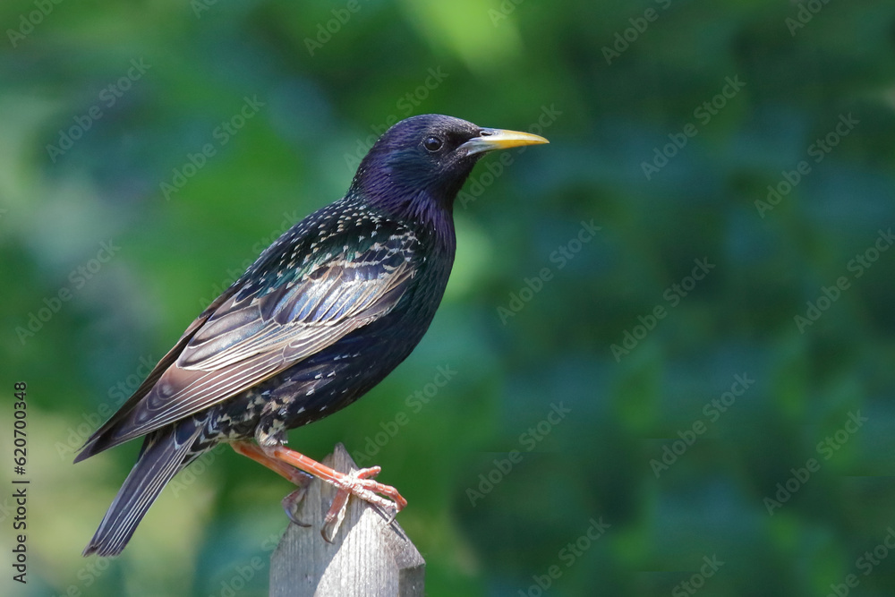 Gemeiner Star / Common starling / Sturnus vulgaris Gemeiner Star / Common starling / Sturnus vulgaris