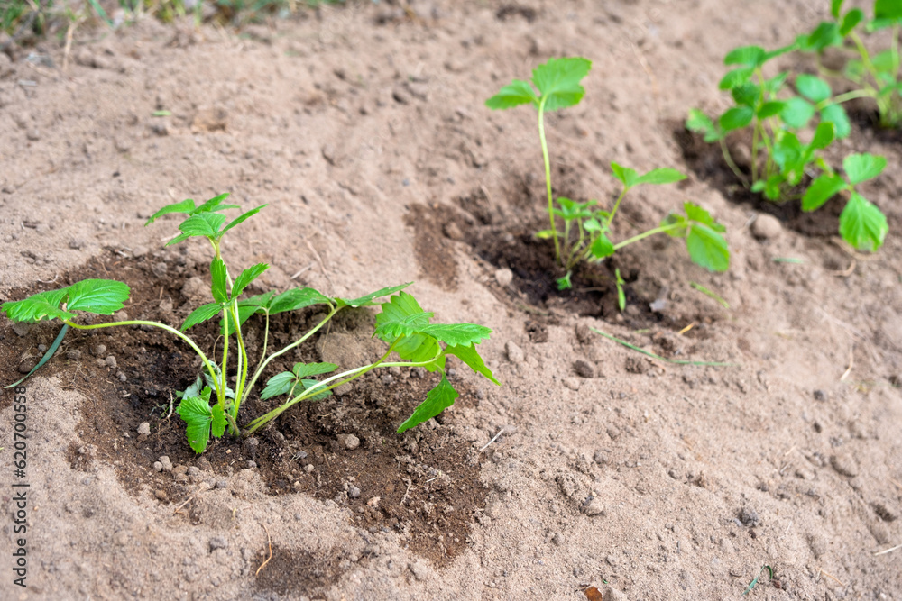 Strawberry seedlings are planted in the garden in the spring, garden tools are a scoop and a rake. Eco-friendly berry grown by a farmer in the summer in the village, harvest Strawberry seedlings are planted in the garden in the spring, garden tools are a scoop and a rake. Eco-friendly berry grown by a farmer in the summer in the village, harvest