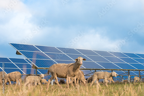 Photographie solar power panels with grazing sheeps - photovoltaic system