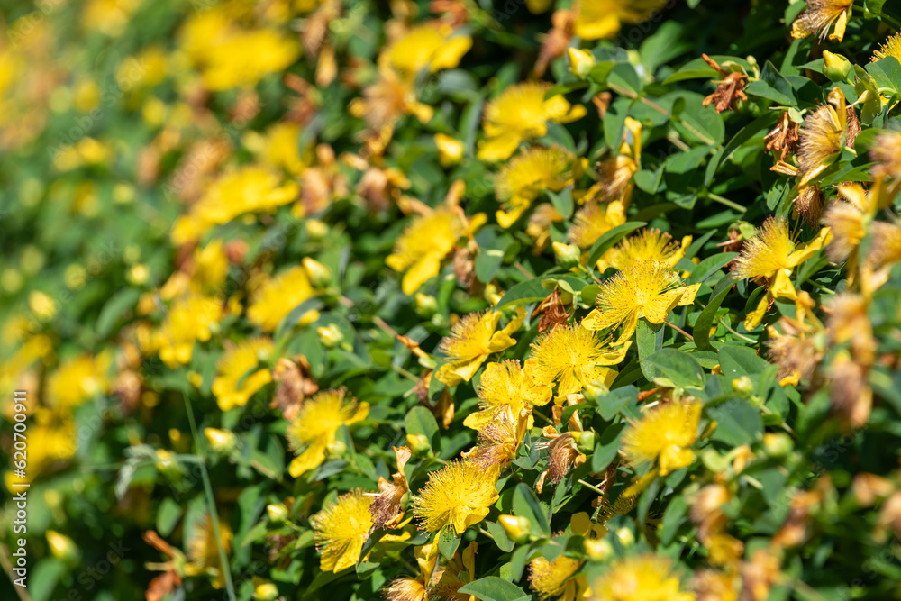 Rose of Sharon (hypericum calycinum) flowers in bloom Rose of Sharon (hypericum calycinum) flowers in bloom