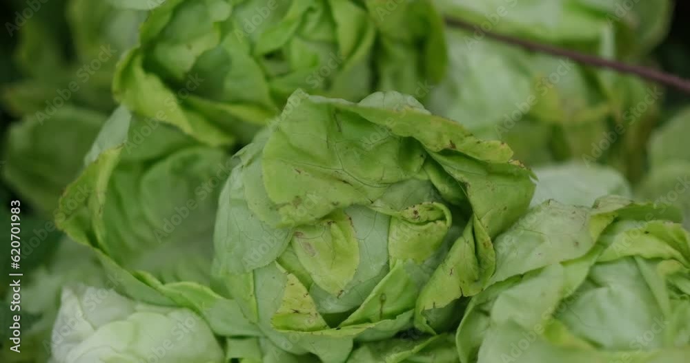 Heads of lettuce for sale at a farmers market. Heads of lettuce for sale at a farmers market.