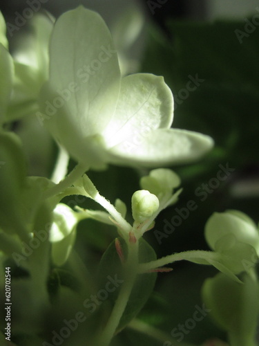 Φωτογραφία pee gee hydrangea