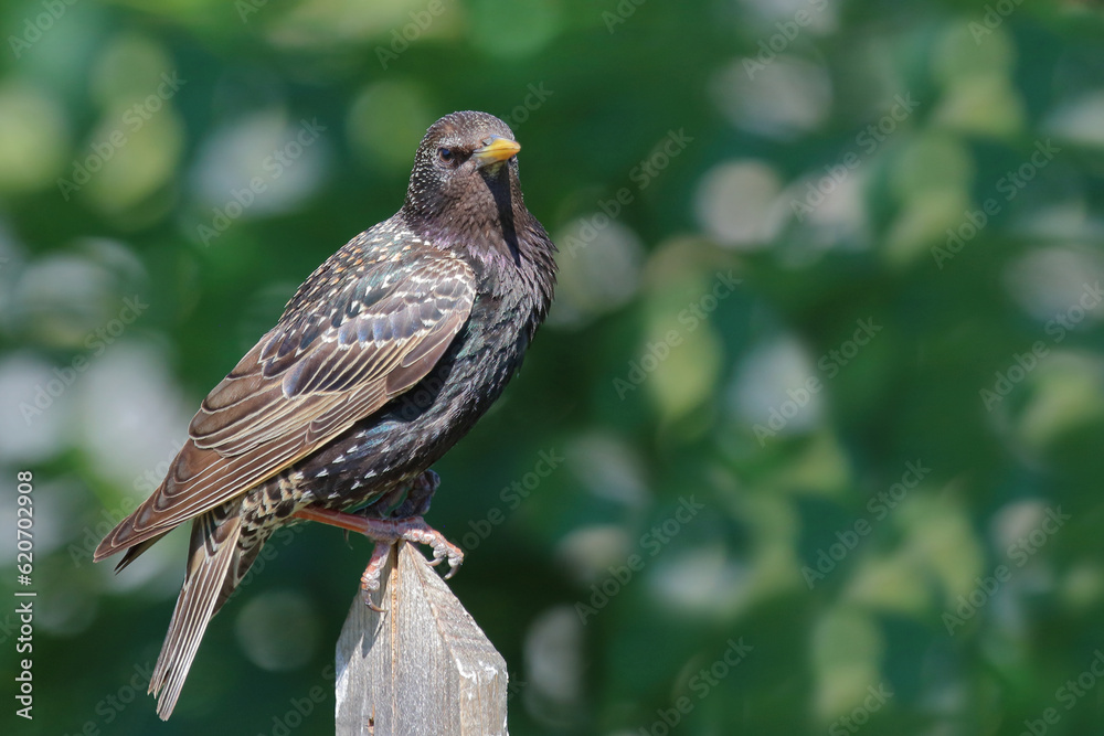 Gemeiner Star / Common starling / Sturnus vulgaris Gemeiner Star / Common starling / Sturnus vulgaris