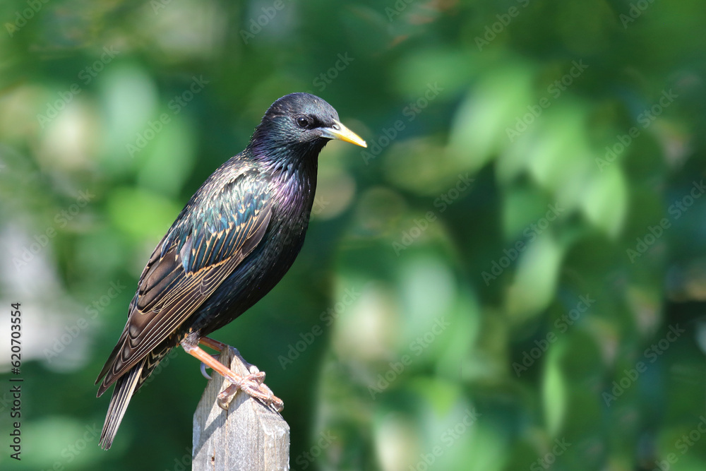 Gemeiner Star / Common starling / Sturnus vulgaris Gemeiner Star / Common starling / Sturnus vulgaris