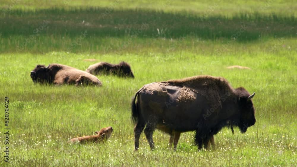 Baby bison suckling and milk from his mother on the sunny day in the Yellowstone Valley with another bison on the background. 4K slow motion high-quality Baby bison suckling and milk from his mother on the sunny day in the Yellowstone Valley with another bison on the background. 4K slow motion high-quality