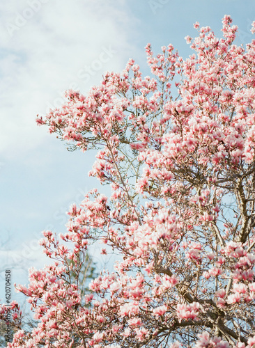 close up of magnolia tree in full bloom in spring