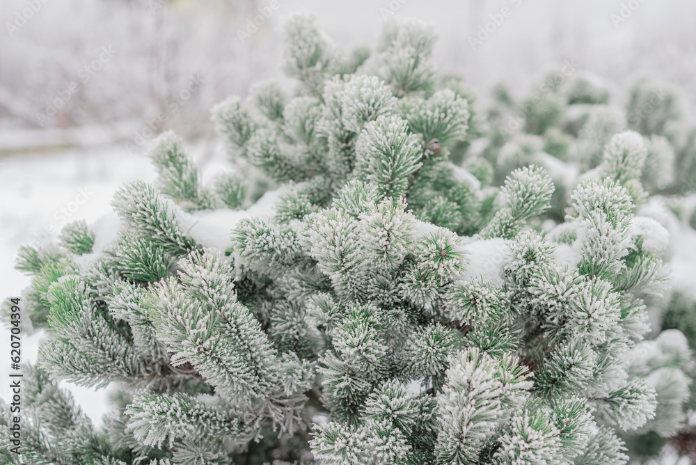 Fir branches under the snow.