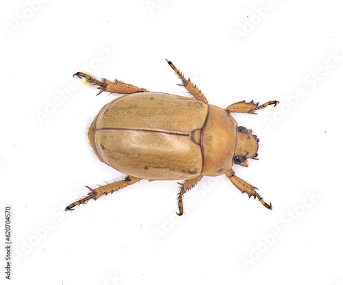 Картината върху платно Pelidnota punctata - the grapevine beetle, spotted June beetle or spotted pelidn