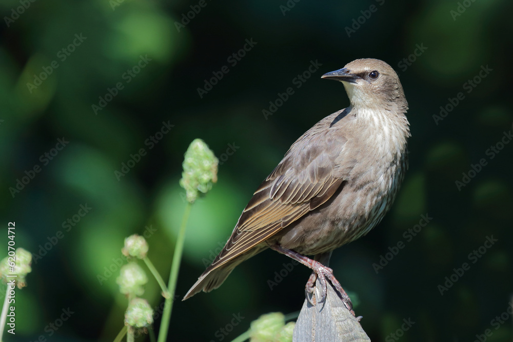 Fototapeta premium Gemeiner Star / Common starling / Sturnus vulgaris.