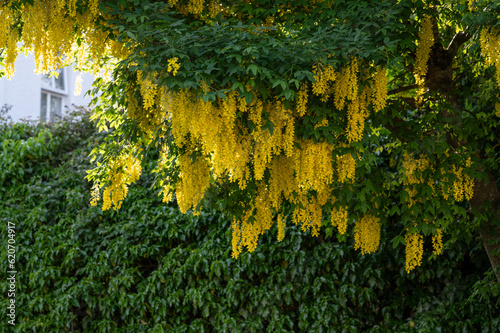 Flowers of yellow acacia close up. Decorative plant is blooming in spring .Yellow flower background.