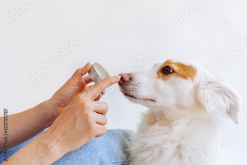 Woman Applying Balm on Dog’s Nose photo