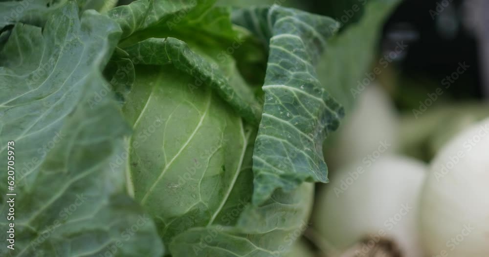 A massive head of cabbage for sale at an organic farmers market. A massive head of cabbage for sale at an organic farmers market.