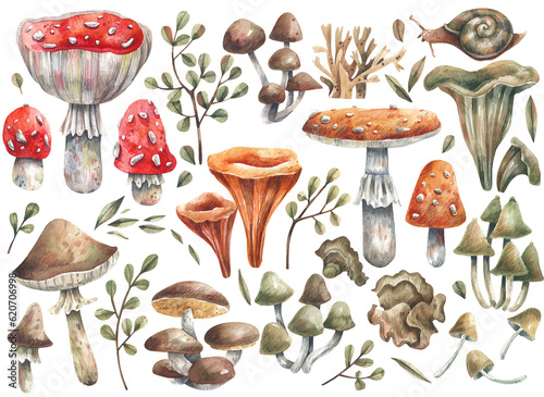 Hand-drawn watercolor illustrations of wild mushrooms and plants photo