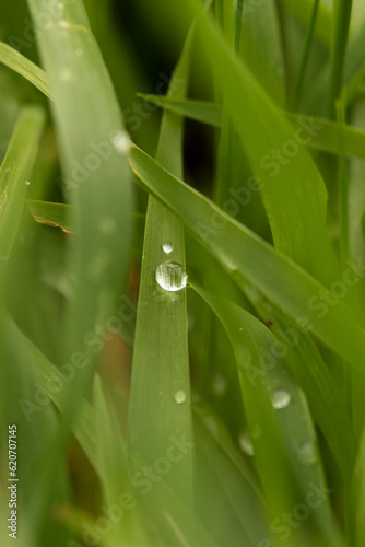 Water drop in a leave