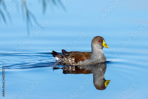 Spot-flanked Gallinule