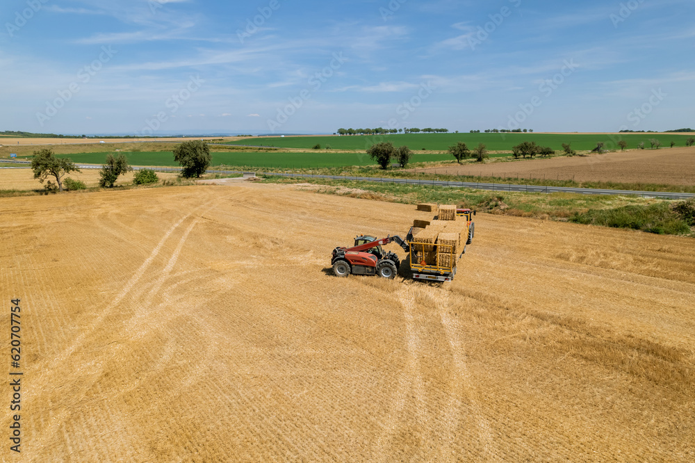 Obraz premium Straw is baled and loaded onto trucks for delivery to storage facility. Farmers use straw as a mulching material to protect crops from weeds and retain moisture.
