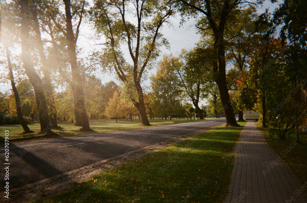 road and pathway with trees in the sunset road and pathway with trees in the sunset