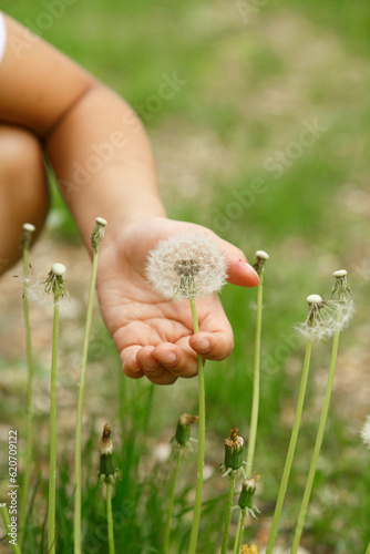 Kid holding dandelion flower on lawn photo