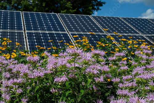 Fototapeta Naklejka Na Ścianę i Meble -  Bee balm blooming in a pollinator garden with solar panels in the background illustrating sustainability and the coexistence of science and nature.  Bee balm is a flowering plant in the mint family. 
