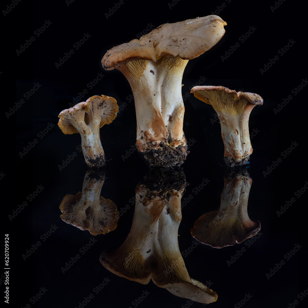 Fototapeta premium mushrooms on black
