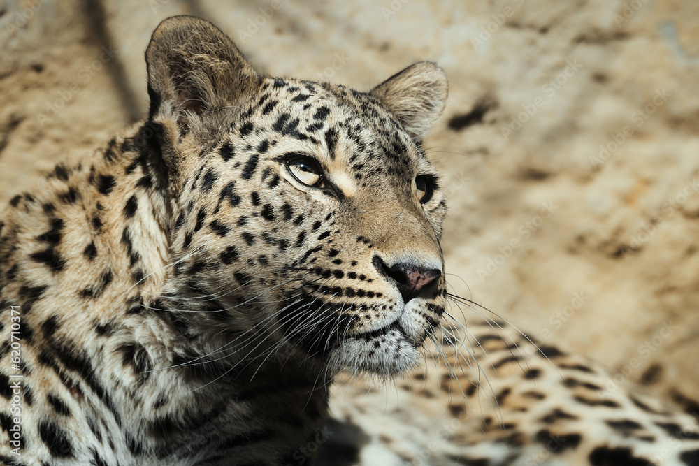 Persian leopard (Panthera pardus saxicolor) is a magnificent animal from which it comes genuine respect Persian leopard (Panthera pardus saxicolor) is a magnificent animal from which it comes genuine respect