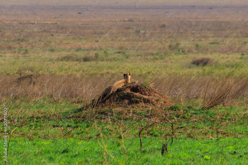 Cheetah (Acinonyx jubatus) on termite mound in savanna in Serengeti National park, Tanzania Cheetah (Acinonyx jubatus) on termite mound in savanna in Serengeti National park, Tanzania