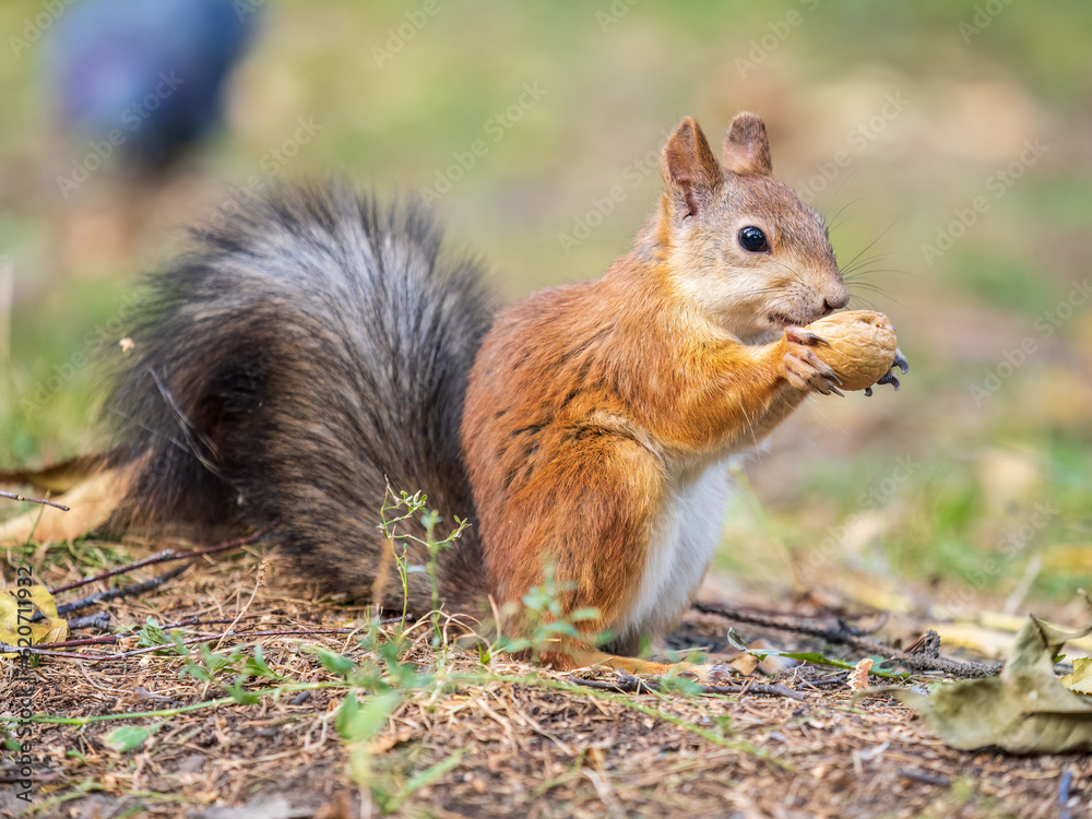 Fototapeta premium Autumn squirrel with nut sits on green grass with fallen yellow leaves