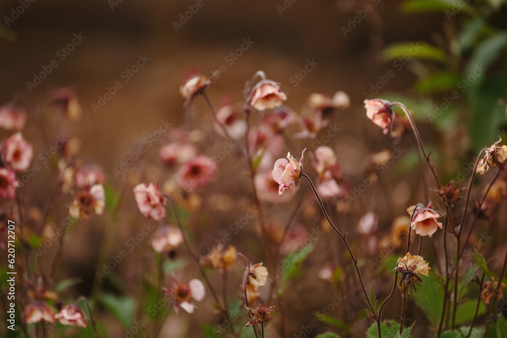 Pretty salmon pink Geum flowers.