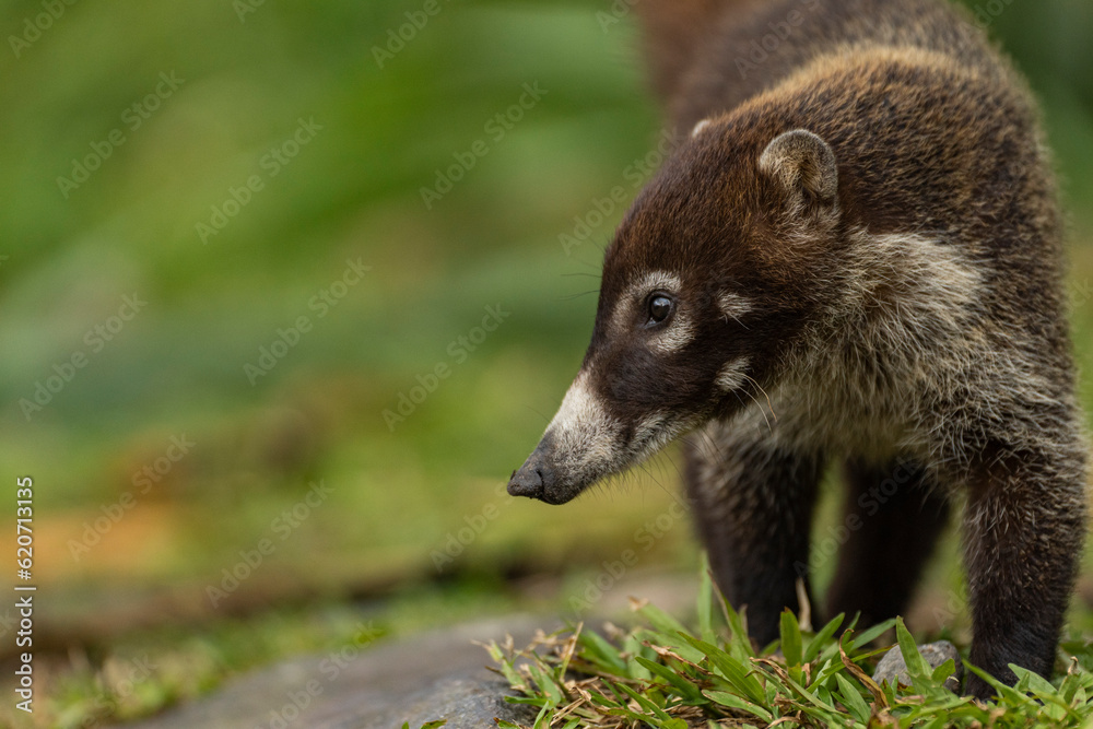 Wild animal of Costa Rica called pizote. Wild animal of Costa Rica called pizote.
