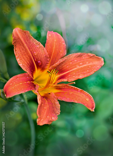 orange lily in the rain
