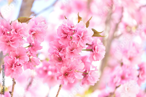 紅豊（松前紅豊）という桜の花のクローズアップ 