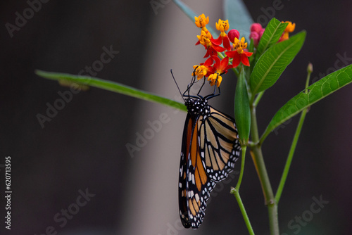monarch 1