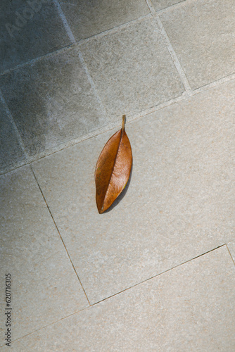 A lone yellow leaf lies on pavement photo