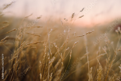 Pretty dry grass at sunset photo