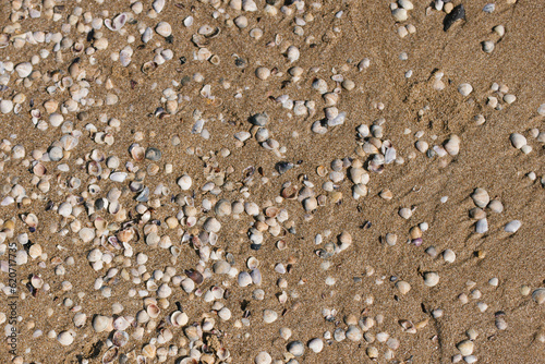 Shells on sand photo
