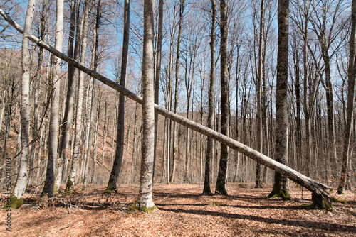 Diagonal fallen tree in the forest