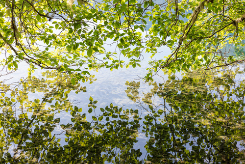 Stock image of alder tree, reflections on lake water, Olympic NP, WA photo