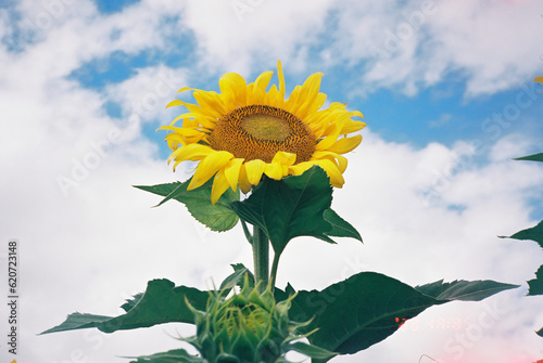 colorful maui scenery of sunflower photo