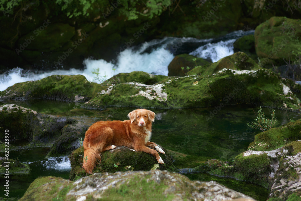 dog at the waterfall. Nova Scotia duck retriever in nature on moss and rock dog at the waterfall. Nova Scotia duck retriever in nature on moss and rock