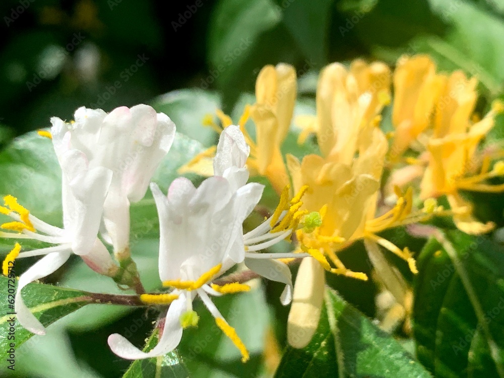 Obraz premium close up of yellow flower