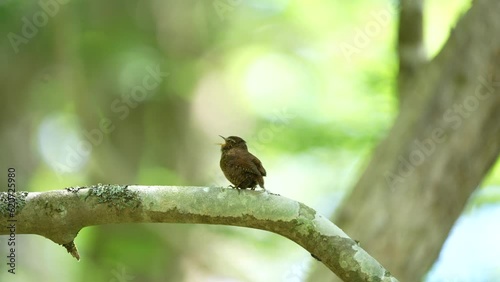木陰で大きな声でさえずるミソサザイ成鳥