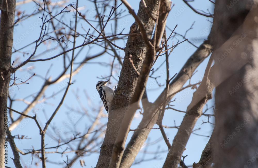 Hairy Woodpecker
