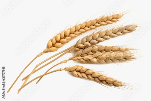 Wheat ears isolated white png transparent. Generative AI