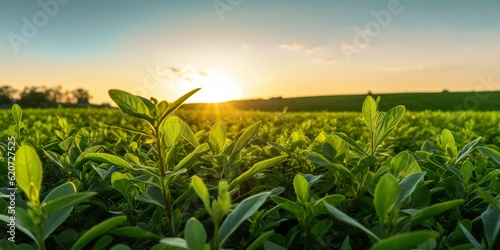 corn field at sunset plant agriculture Generative AI