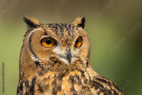 Close-up of  Savigny s Eagle Owl