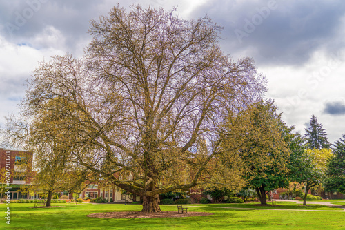 A perfectly large tree in the meadow