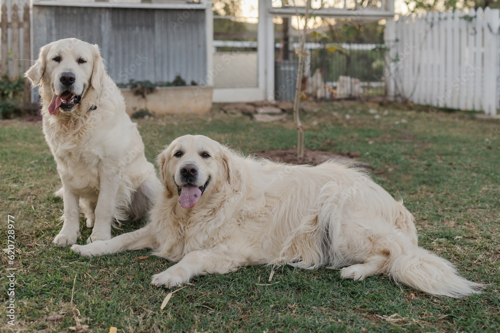 young and old English cream golden retriever young and old English cream golden retriever