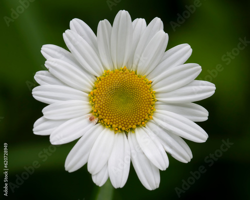 Daisy Closeup Blossom © brm1949