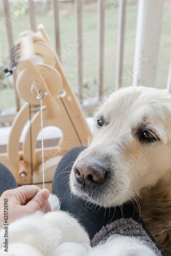 Handspinning yarn with a golden retriever looking on photo